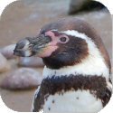Penguin Image