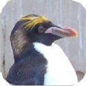 Penguin Image