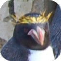Penguin Image