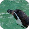 Penguin Image