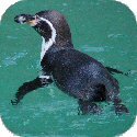 Penguin Image