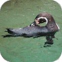 Penguin Image