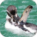 Penguin Image