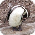 Penguin Image