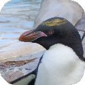 Penguin Image