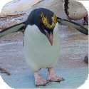 Penguin Image